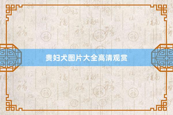 贵妇犬图片大全高清观赏